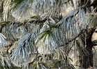 FROSTY NEEDLES 1 
